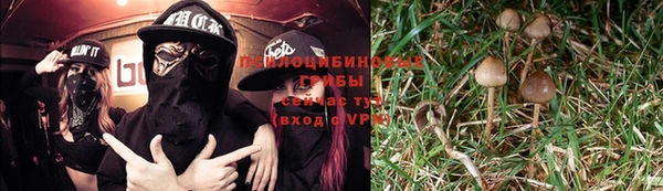 стаф Аркадак